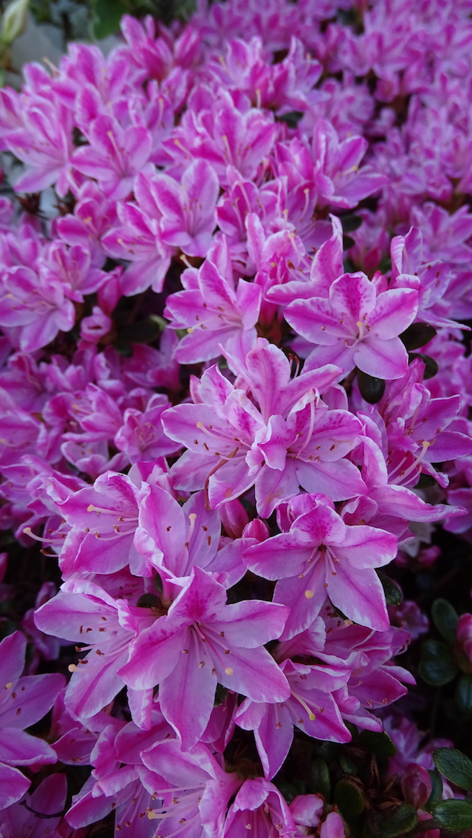 Kermesinum Rose